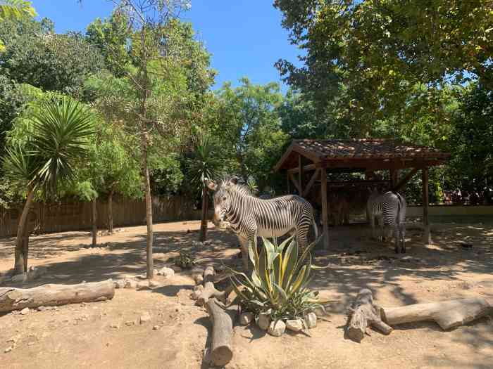 里斯本动物园-"怎么说呢,这动物园没啥动物,也不是很大,.