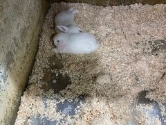 -上海大自然野生昆虫馆(东方明珠·爬宠昆虫探索中心)