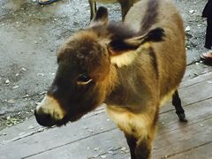 -清迈夜间动物园