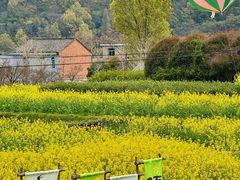 -桑洲油菜花景区