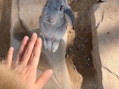 -合肥野生动物园