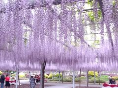 -嘉定紫藤园