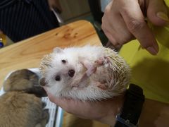 -藦茜花园宠物主题亲子互动体验馆(国顺东路店)