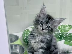 -青奢宠物·青奢猫舍