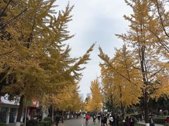 -四川大学(望江校区)