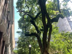 -香港大学