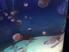 -青岛海底世界-水族馆