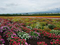 -富田农场