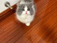 -momokira米努特·德文卷毛猫·棉花面纱犬