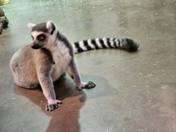 -Zoolung Zoolung动物主题公园(海信广场店)