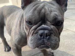 -柯斗斗主题餐厅·狗咖·围炉煮茶·茶饮(国瑞升平里店)