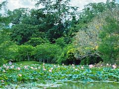 -中国科学院西双版纳热带植物园