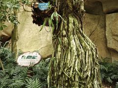 -南山植物园