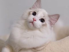 -Bastet sally猫舍购宠(静安店)