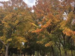 -大兴滨河森林公园