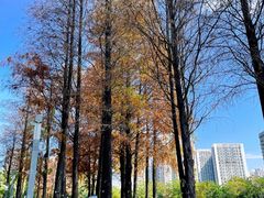 -四海公园(南山区)