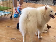 -Let's go狗咖·猫咖·奶狗·桌游(春熙路IFS店)