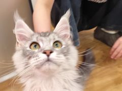 -滚猫咖啡·猫咖·猫友好撸猫(未来城店)