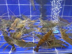 -星椰叻沙·椰浆鲜虾面(江南西店)