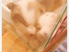 -狗道宠物(常熟印象城店)