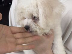 -萌宠之家·腊肠犬·马尔泰·小体犬舍
