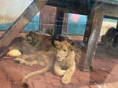 -大连森林动物园