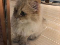 -momokira米努特·德文卷毛猫·棉花面纱犬