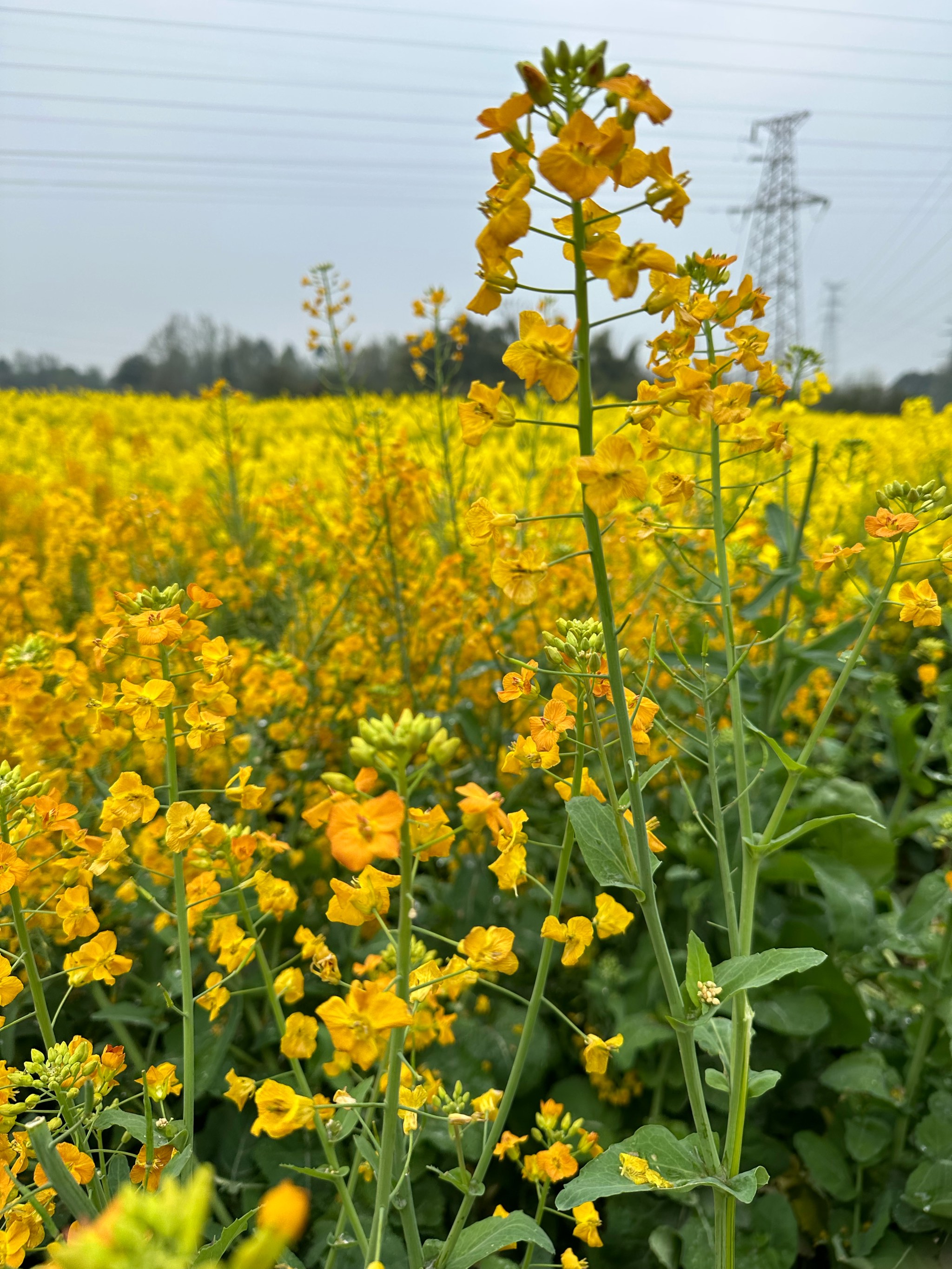 丰台紫谷伊甸园油菜花图片