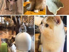 -more than meow吴止猫主题餐厅(承德 中船汇店)