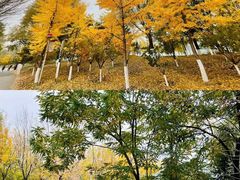 -长白岛森林公园