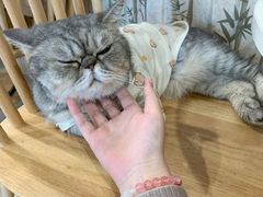 -楼上猫咖(罗湖店)