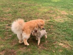 -趣玩宠物乐园寄养训犬训狗游泳池