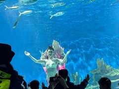-海合安武汉极地海洋公园