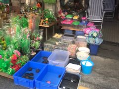 -清平路水族市场