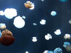 -新加坡海洋生态馆