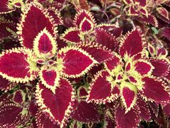 -南通洲际绿博园