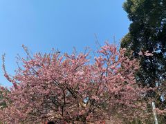 -南山植物园