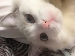 -Bastet sally猫舍购宠(静安店)