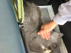 -伟伟宠物医院·瑞派猫友好医院·猫科(光谷店)