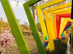 -合肥滨湖国家森林公园