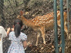 -大连森林动物园