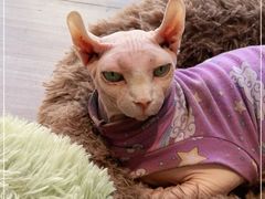 -藏猫猫咖啡主题馆(中央大道店)