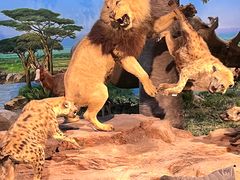 -国家自然博物馆