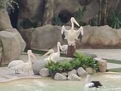 -新加坡飞禽公园
