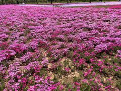 -石家庄市植物园