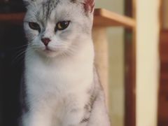 -more than meow吴止猫主题餐厅(承德 中船汇店)