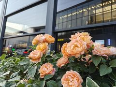 -青果巷历史文化街区