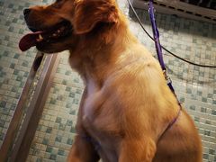 -PETKIT小佩宠物(古北店)