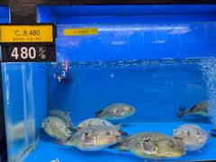 -莆鑫海鲜城(浏河店)