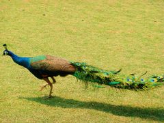 -西双版纳原始森林公园